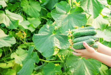 Ev yapımı salatalık yetiştirme ve hasat bir çocuğun elinde. seçici odak.