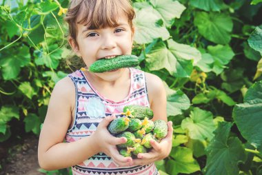Ev yapımı salatalık yetiştirme ve hasat bir çocuğun elinde. seçici odak.