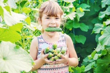 Ev yapımı salatalık yetiştirme ve hasat bir çocuğun elinde. seçici odak.