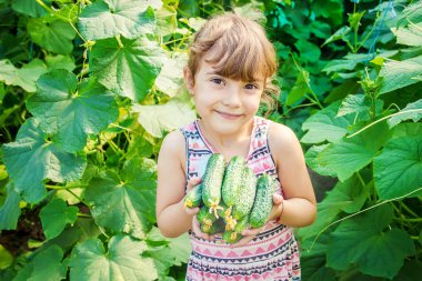 Ev yapımı salatalık yetiştirme ve hasat bir çocuğun elinde. seçici odak.