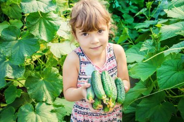 Ev yapımı salatalık yetiştirme ve hasat bir çocuğun elinde. seçici odak.