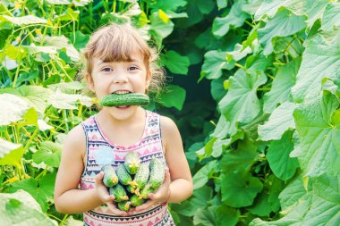 Ev yapımı salatalık yetiştirme ve hasat bir çocuğun elinde. seçici odak.