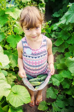 Ev yapımı salatalık yetiştirme ve hasat bir çocuğun elinde. seçici odak.