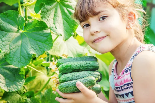 Homemade Cucumber Cultivation Harvest Hands Child Selective Focus — Stock Photo, Image
