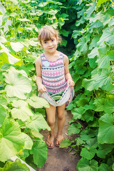 自家製キュウリ栽培と子どもの手で収穫 選択と集中 — ストック写真