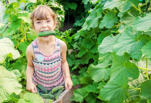 Yapımı Salatalık Yetiştirme Hasat Bir Çocuğun Elinde Seçici Odak — Stok fotoğraf