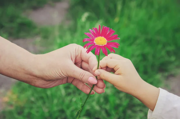 The child gives the flower to his mother. Selective focus.