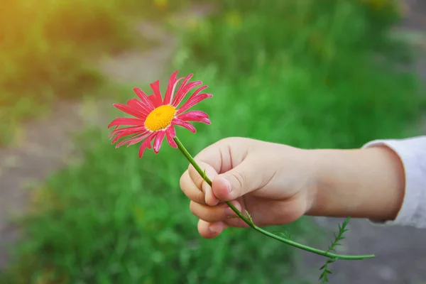 The child gives the flower to his mother. Selective focus.