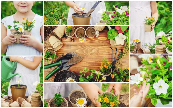 Una Niña Está Plantando Flores Joven Jardinero Enfoque Selectivo —  Fotos de Stock