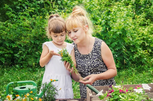 Liten Flicka Planterar Blommor Den Unga Trädgårdsmästaren Selektiv Inriktning — Stockfoto