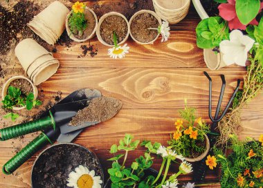 Bahçe sebze bahçesi ve çiçekler. Seçici odak.