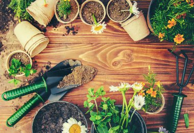 Bahçe sebze bahçesi ve çiçekler. Seçici odak.