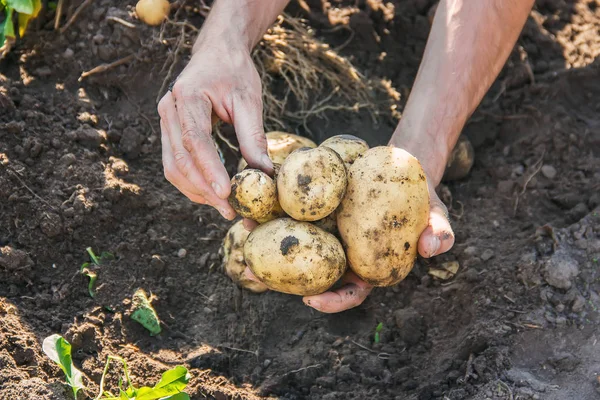 Органические Домашние Овощи Руках Мужского Картофеля Выборочный Фокус Природа — стоковое фото