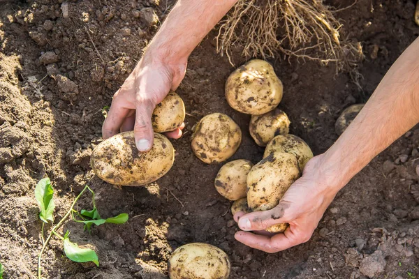 organic homemade vegetables in the hands of male potatoes. Selective focus. nature.