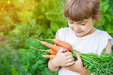 Organik ev yapımı sebze bir çocuğun elinde havuç hasat. Seçici odak. Doğa.