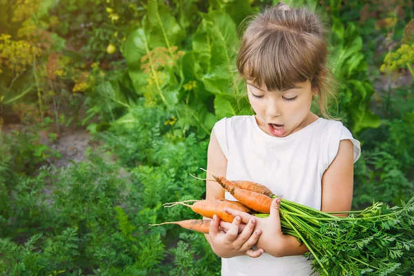Biozöldségek Házi Betakarítás Répát Gyermeket Kezében Szelektív Összpontosít Természet — Stock Fotó