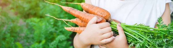 Organik Buatan Sendiri Sayuran Panen Wortel Tangan Seorang Anak Fokus — Stok Foto