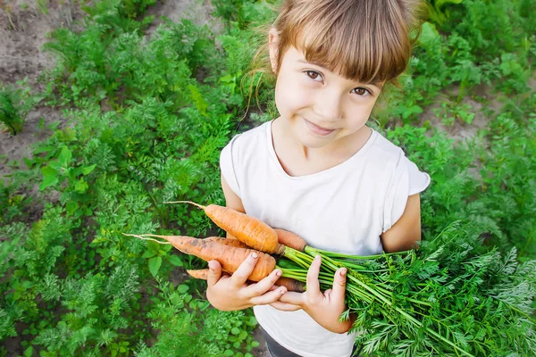 Vegetais Caseiros Orgânicos Colhem Cenouras Nas Mãos Uma Criança Foco — Fotografia de Stock