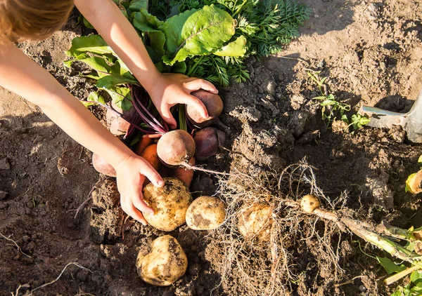Sayuran Organik Buatan Sendiri Tangan Seorang Anak Fokus Selektif Alam — Stok Foto