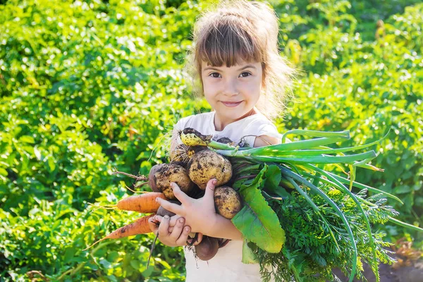 Vegetais caseiros orgânicos nas mãos de uma criança. Foco seletivo . — Fotografia de Stock