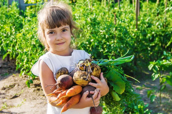 Vegetais caseiros orgânicos nas mãos de uma criança. Foco seletivo . — Fotografia de Stock