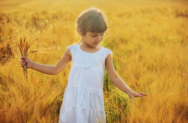 Buğday tarlasında bir çocuk. Seçici odaklanma. Doğa