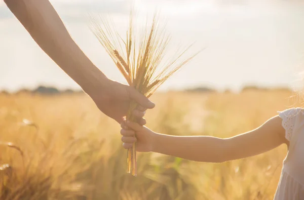 Dłoń Dziecka Ojca Pole Pszenicy Selektywny Fokus Natura — Zdjęcie stockowe