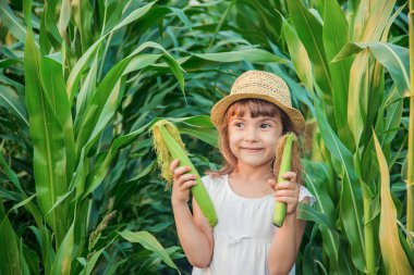 Bebek Mısır alanında. küçük bir çiftçi. seçici odak. Doğa.