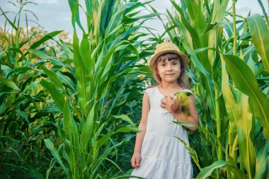 Bebek Mısır alanında. küçük bir çiftçi. seçici odak. Doğa.