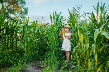 Bebek Mısır alanında. küçük bir çiftçi. seçici odak. Doğa.