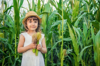 Bebek Mısır alanında. küçük bir çiftçi. seçici odak. Doğa.