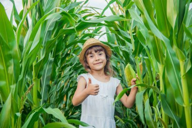 Bebek Mısır alanında. küçük bir çiftçi. seçici odak. Doğa.