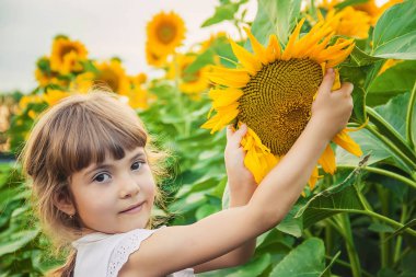 Ayçiçeği tarlası çocuk küçük bir çiftliği var. seçici odak. Doğa.