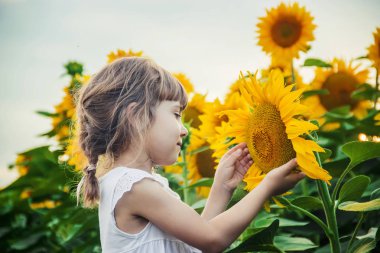 Ayçiçeği tarlası çocuk küçük bir çiftliği var. seçici odak. Doğa.