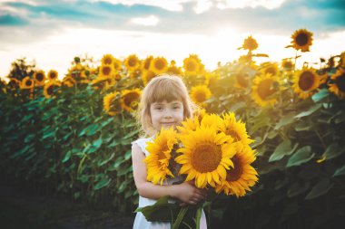 Ayçiçeği tarlası çocuk küçük bir çiftliği var. seçici odak. Doğa.