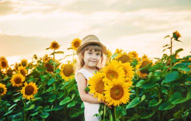 Ayçiçeği tarlası çocuk küçük bir çiftliği var. seçici odak. Doğa.