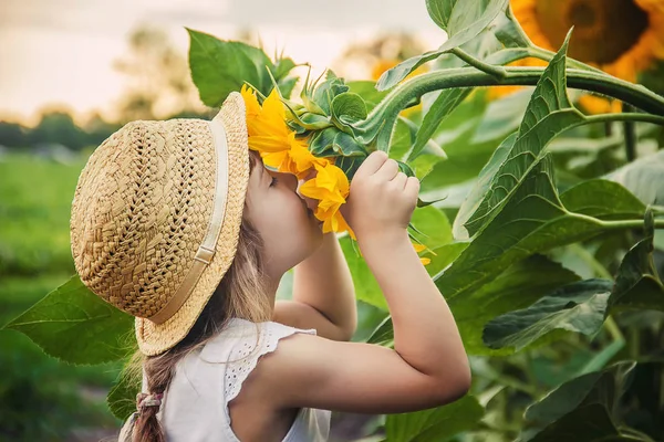 Niño Campo Los Girasoles Pequeño Agricultor Enfoque Selectivo Naturaleza —  Fotos de Stock