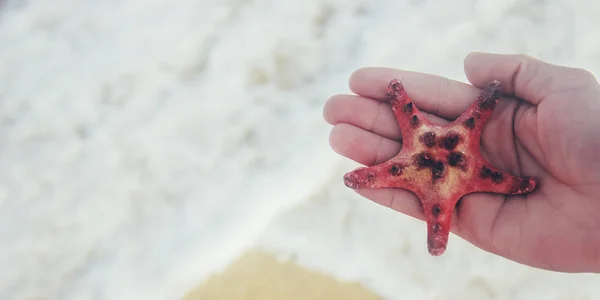 Muszle Rozgwiazdy Morzu Lato Zdjęcie Selektywny Fokus Natura — Zdjęcie stockowe