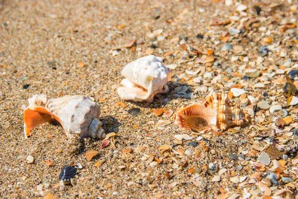 Conchas Estrelas Mar Foto Verão Foco Seletivo Natureza — Fotografia de Stock