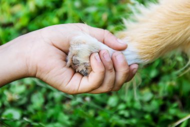 köpek adam arkadaşım. Bir pençe için çocuk verir. Seçici odak. Yaz.