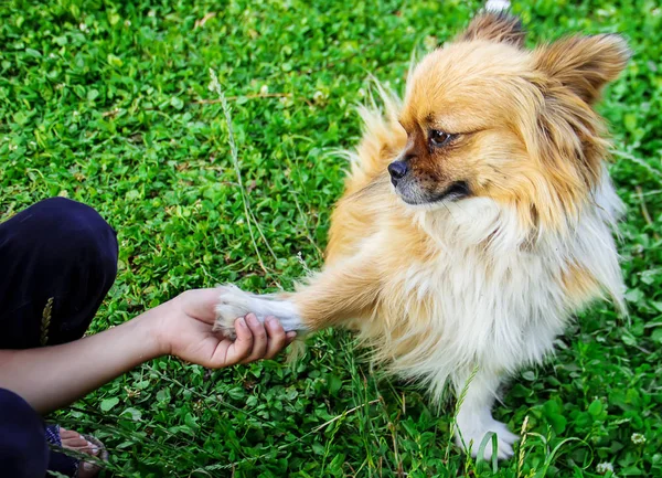 köpek adam arkadaşım. Bir pençe için çocuk verir. Seçici odak. Yaz.