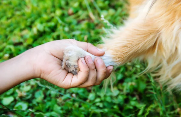 Hond Vriend Van Mens Geeft Een Poot Aan Het Kind Stockfoto