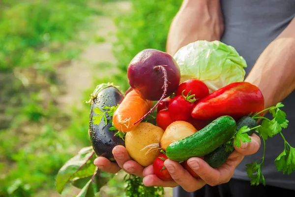 Verduras Caseras Manos Los Hombres Cosecha Enfoque Selectivo Verano — Foto de Stock