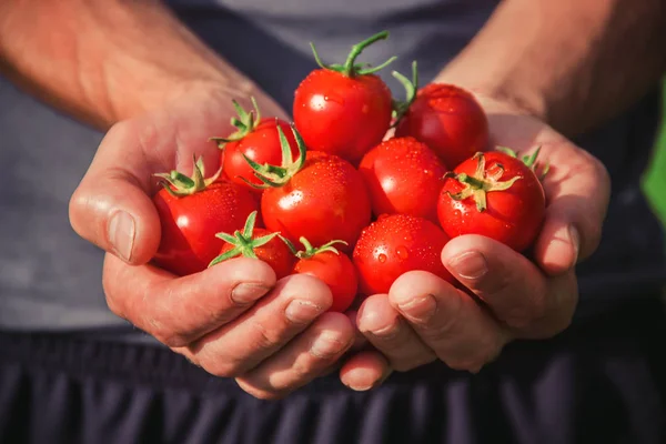 Hombre Tiene Tomates Caseros Sus Manos Enfoque Selectivo Verano — Foto de Stock