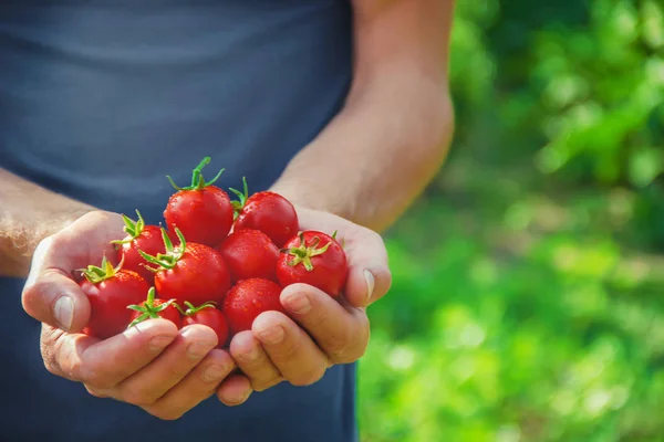 Een Man Houdt Zelfgemaakte Tomaten Zijn Handen Selectieve Focus Zomer — Stockfoto