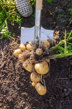 organik ev yapımı sebzeler patates hasadı. Seçici odaklanma. Doğa