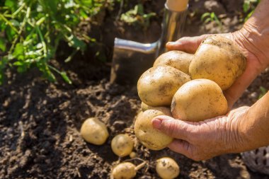 organik ev yapımı sebzeler patates hasadı. Seçici odaklanma. Doğa