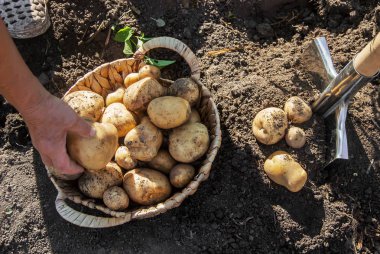 organik ev yapımı sebzeler patates hasadı. Seçici odaklanma. Doğa