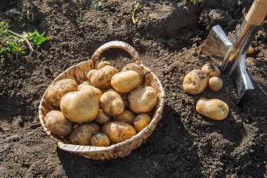 organik ev yapımı sebzeler patates hasadı. Seçici odaklanma. Doğa