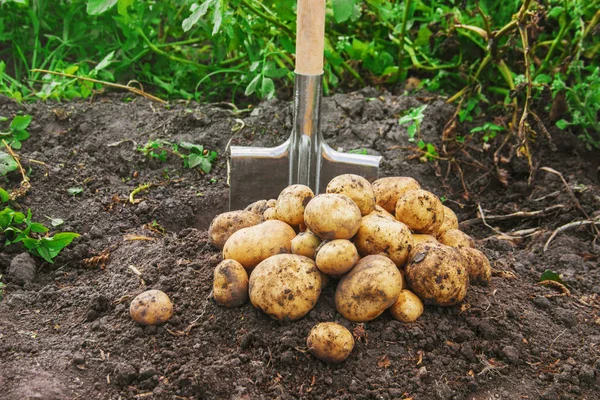 Vegetais Caseiros Orgânicos Colher Batatas Foco Seletivo Natureza — Fotografia de Stock